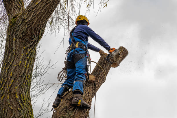 Seasonal Cleanup (Spring/Fall) in Aurora, CO