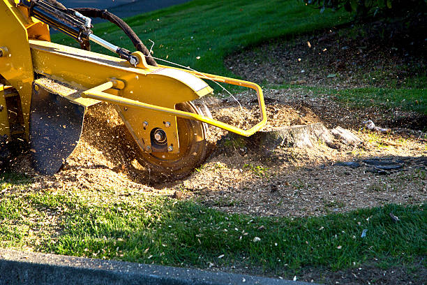 How Our Tree Care Process Works  in  Aurora, CO